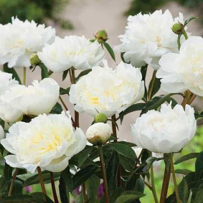 Піон "Duchesse de Nemours"