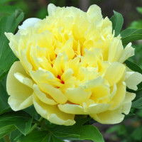 Піон ІТО "Yellow Crown"