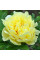 Піон ІТО "Yellow Crown"