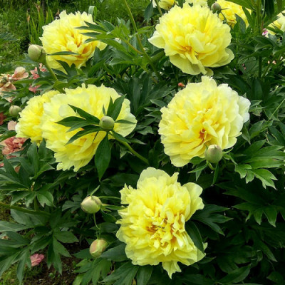 Піон ІТО "Yellow Crown"
