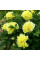 Піон ІТО "Yellow Crown"