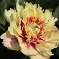 Піон ІТО "Yellow Heven"