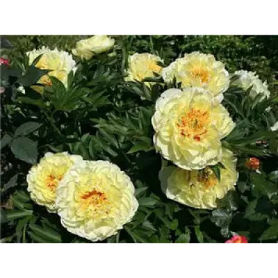 Піон ІТО "Yellow Heven"