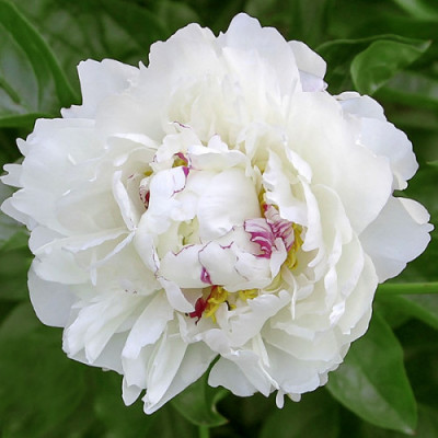 Піон "Boule de Neige"