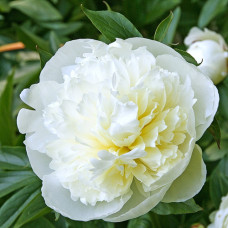 Піон "Duchesse de Nemours" ЯСКРАВА