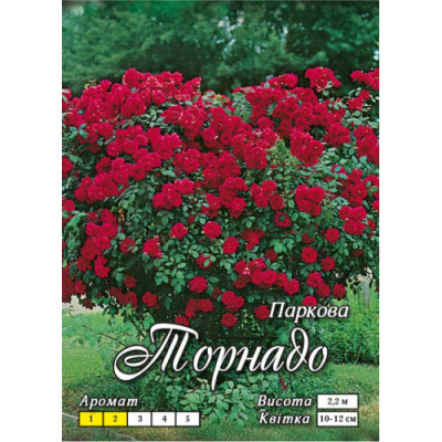 Троянда паркова "Торнадо"