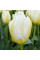 Тюльпан бахромчастий "Lemon Beauty" 10/11