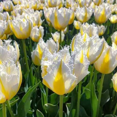 Тюльпан бахромчастий "Lemon Beauty" 10/11