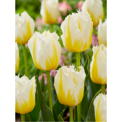 Тюльпан бахромчастий "Lemon Beauty" 10/11