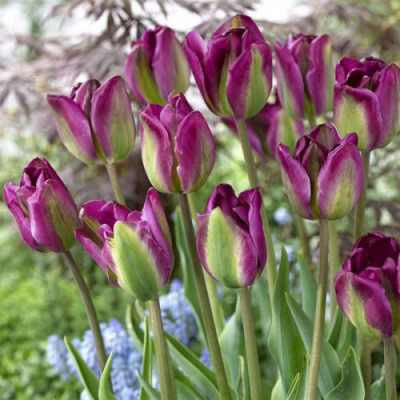 Тюльпан вірідіфлора "Violet Bird" 10/11