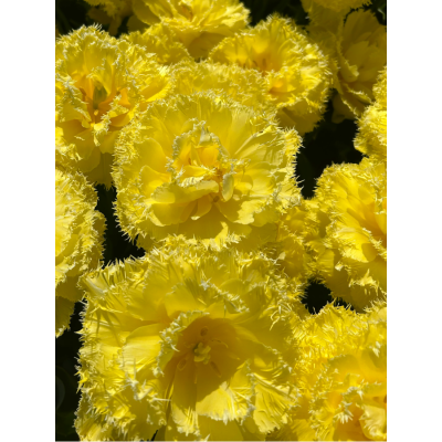 Тюльпан махрово-бахромчастий "Lemon Shoot" 10/11