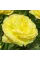 Тюльпан махрово-бахромчастий "Lemon Shoot" 10/11