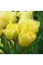 Тюльпан махрово-бахромчастий "Lemon Shoot" 10/11