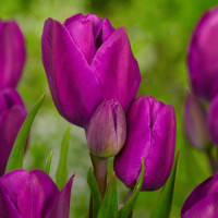 Тюльпан мультифлора "Purple Bouquet" 11/12