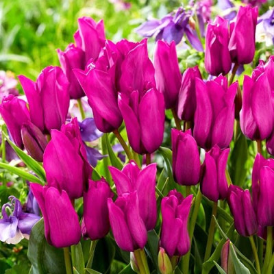 Тюльпан мультифлора "Purple Bouquet" 11/12