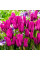 Тюльпан мультифлора "Purple Bouquet" 11/12