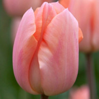 Тюльпан тріумф "Apricot Beauty" 10/11