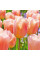 Тюльпан тріумф "Apricot Beauty" 10/11