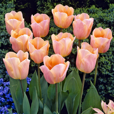 Тюльпан тріумф "Apricot Beauty" 10/11