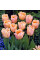 Тюльпан тріумф "Apricot Beauty" 10/11