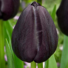 Тюльпан тріумф "Black Bean" 10/11