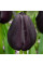 Тюльпан тріумф "Black Bean" 10/11
