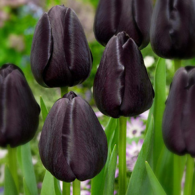 Тюльпан тріумф "Black Bean" 10/11