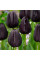 Тюльпан тріумф "Black Bean" 10/11