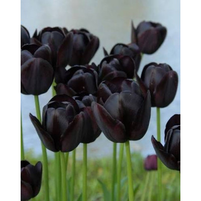 Тюльпан тріумф "Black Bean" 10/11