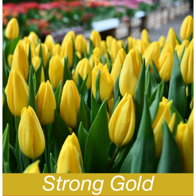 Тюльпан тріумф "Strong Gold" 10/11