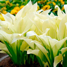 Хоста "White Feather"