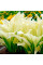 Хоста "White Feather"