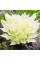 Хоста "White Feather"