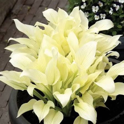 Хоста "White Feather"