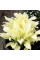 Хоста "White Feather"