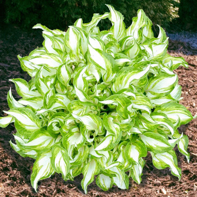 Хоста "Kiwi Spearmint"