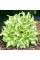 Хоста "Kiwi Spearmint"