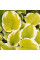 Хоста "Spring Morning"