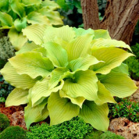 Хоста "Piedmont Gold"